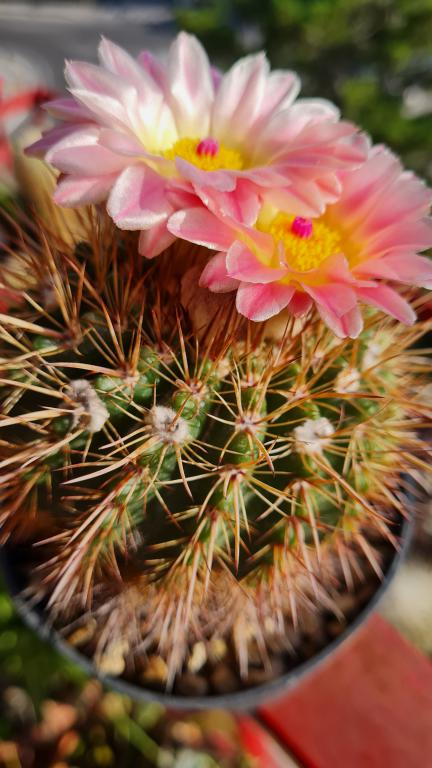 Parodia roseolutea 