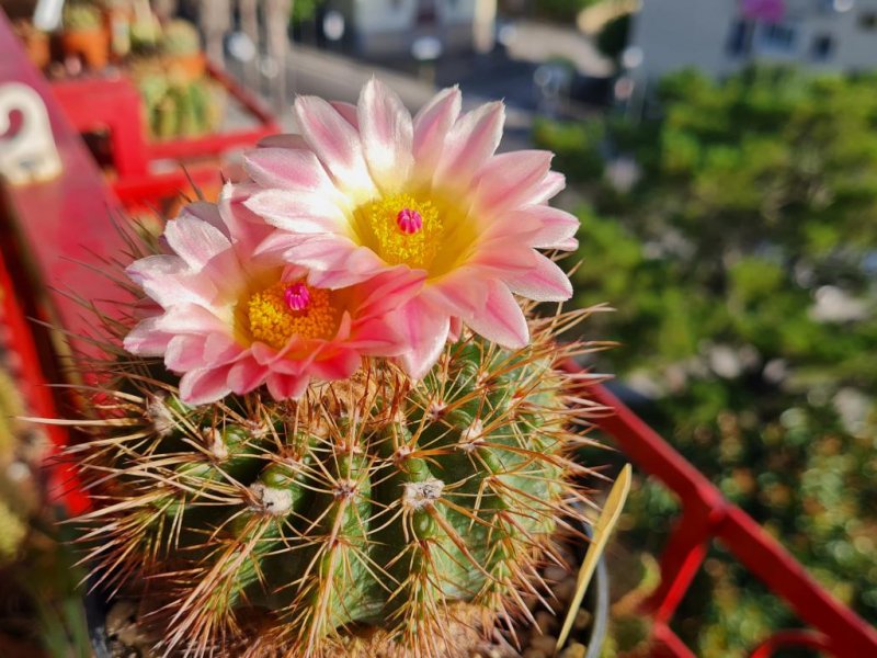 Parodia roseolutea 