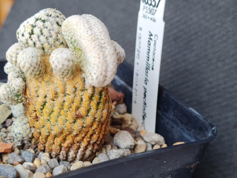 Mammillaria pectinifera 