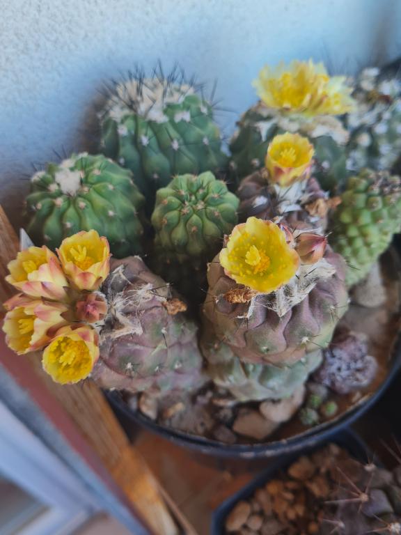 Copiapoa esmeraldana 