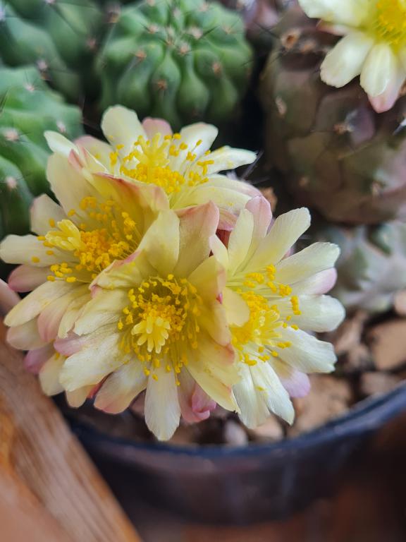 Copiapoa esmeraldana 