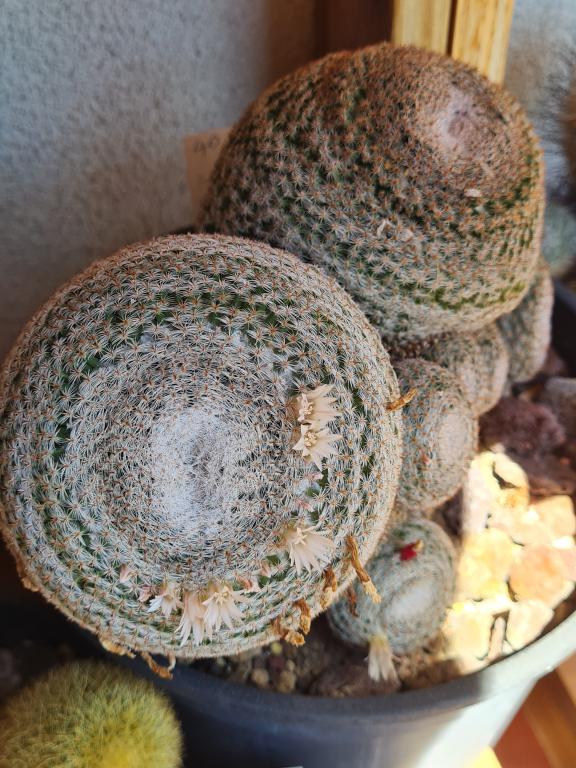 Mammillaria microthele v. superfina 