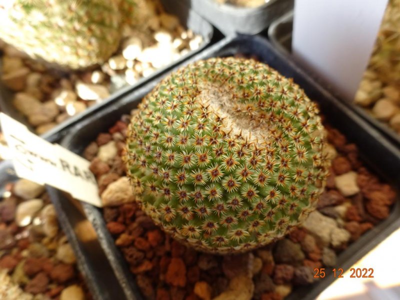 Mammillaria crucigera 