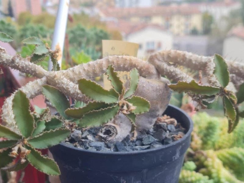 Euphorbia parvicyathophora 