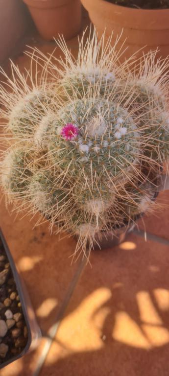 Mammillaria geminispina v. nobilis 