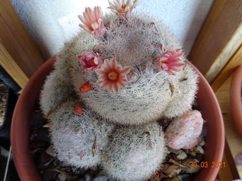 Mammillaria candida 