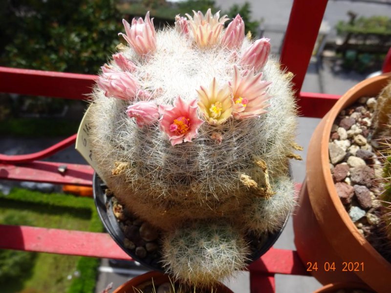 Mammillaria candida 