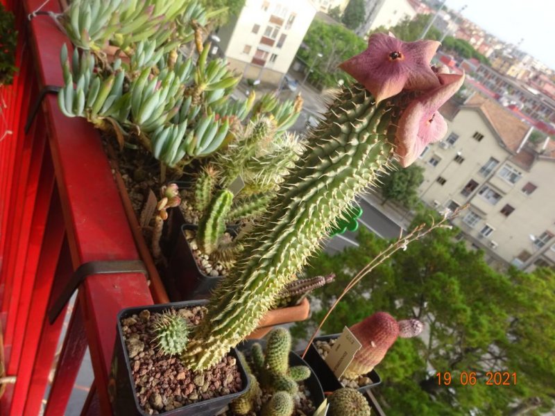 Hoodia gordonii 