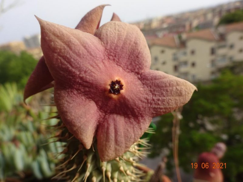 Hoodia gordonii 