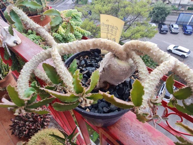 Euphorbia parvicyathophora 