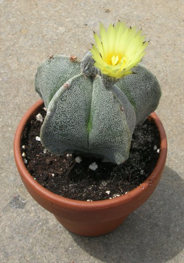 Astrophytum myriostigma 