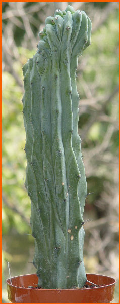 Myrtillocactus geometrizans f. cristatus 