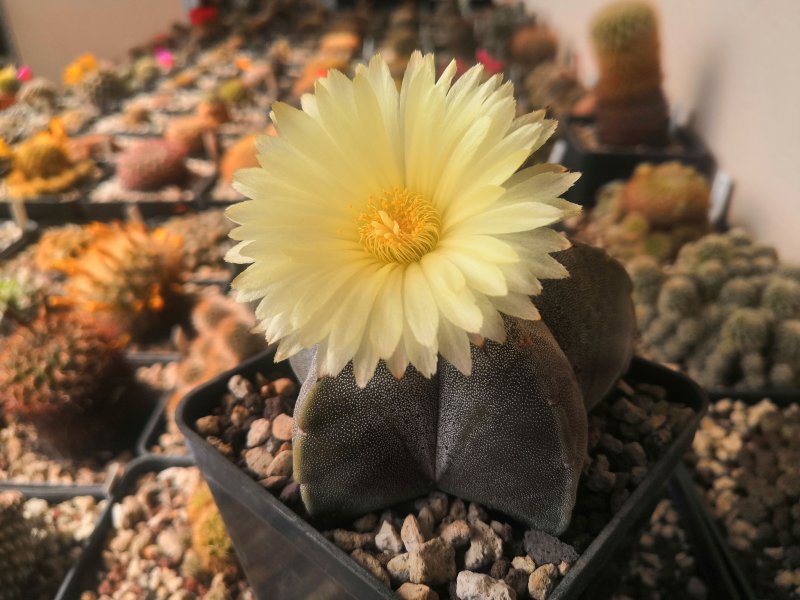 Astrophytum myriostigma 