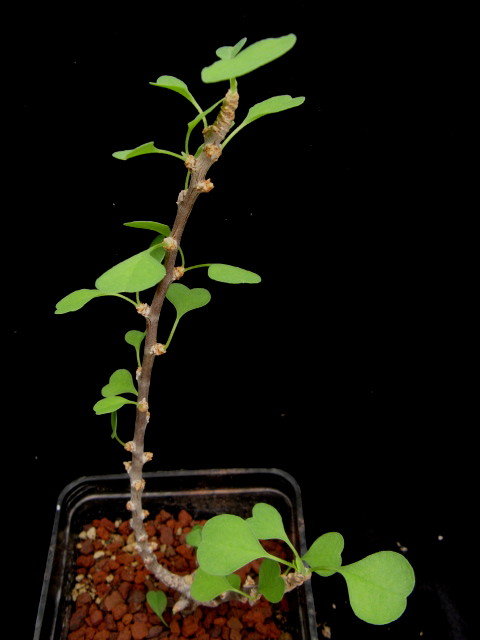 Euphorbia misera 