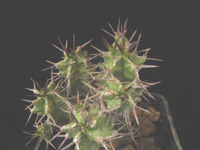 Euphorbia mitriformis 