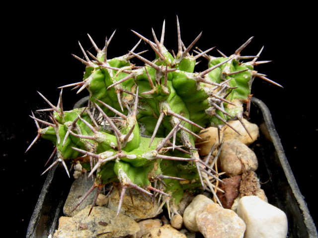 Euphorbia mitriformis 