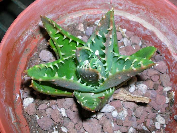 Aloe mitriformis 