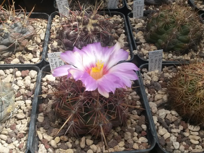 Thelocactus bicolor MK 20.48