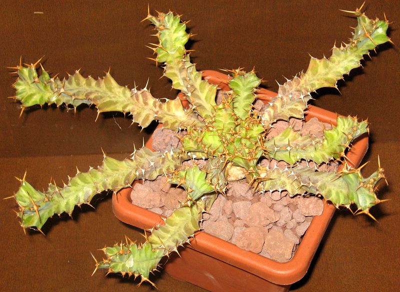 euphorbia mkuziensis