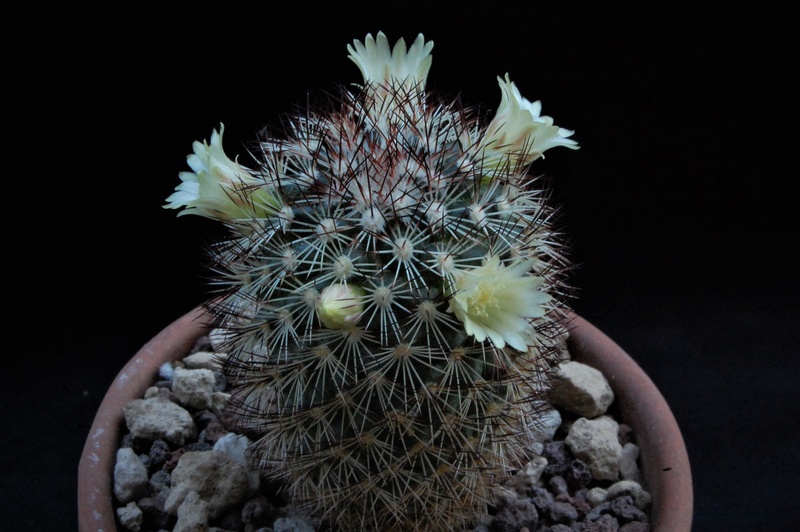 Mammillaria buxbaumeriana ML 142