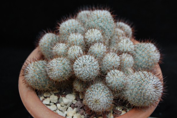 Mammillaria meissneri ML 206