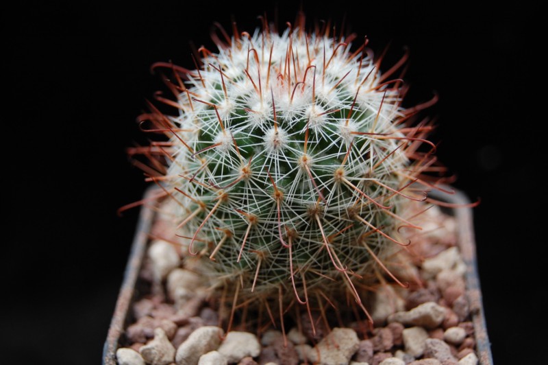 Mammillaria erythrocalix ML 345