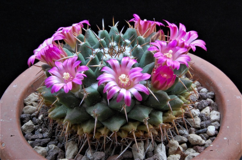 Mammillaria bucareliensis ML 485