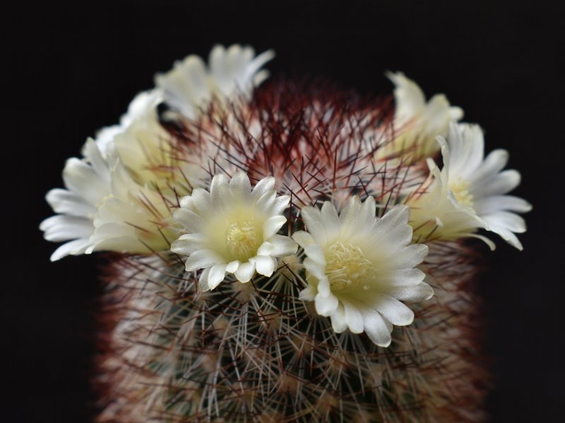 Mammillaria buxbaumeriana ML 142