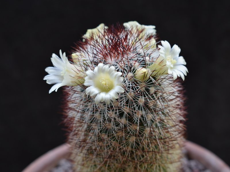 Mammillaria buxbaumeriana ML 142