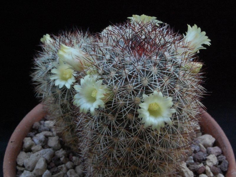 Mammillaria buxbaumeriana ML 142