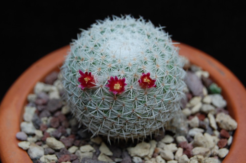 Mammillaria noureddineana ML 261