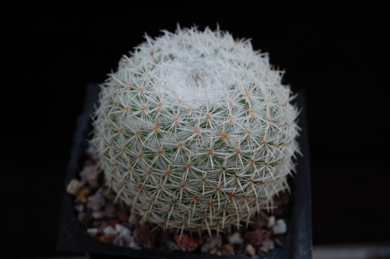 Mammillaria noureddineana ML 261