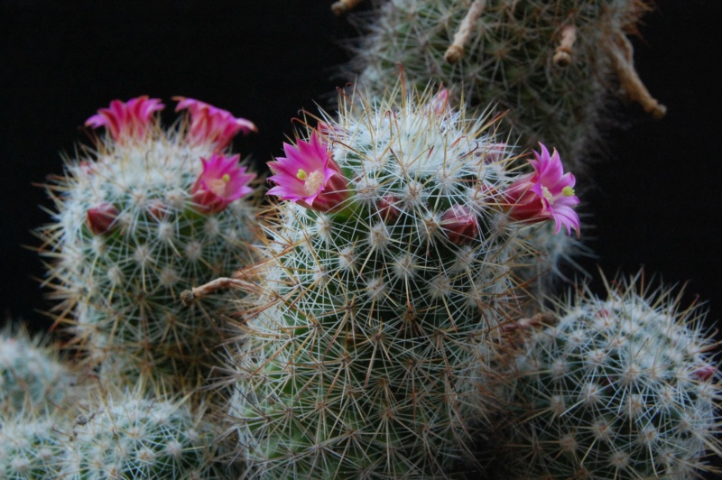 Mammillaria duoformis ML 347