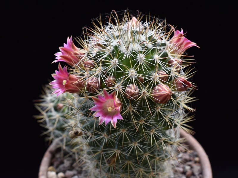 Mammillaria duoformis ML 347