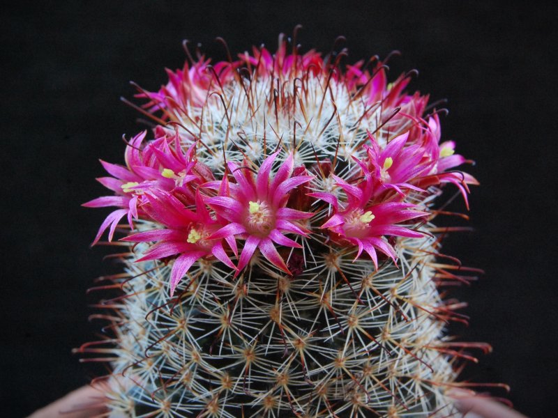 Mammillaria duoformis ML 347