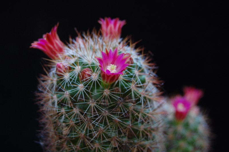 Mammillaria duoformis ML 347