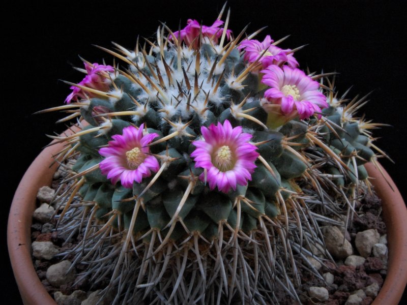 Mammillaria vagaspina ML 571