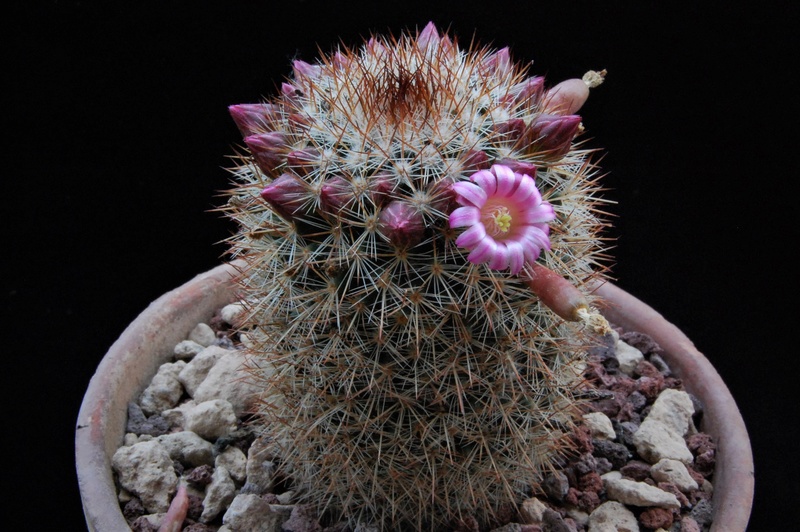 Mammillaria spinosissima f. malinalco 