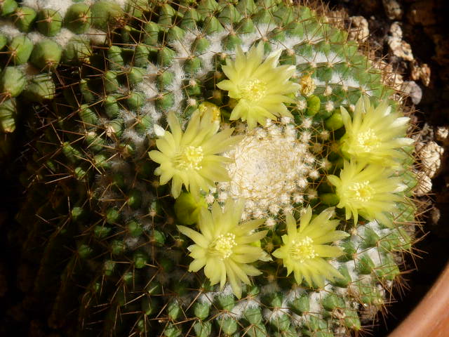 Mammillaria marksiana 