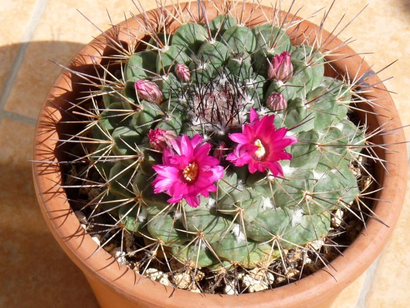 Mammillaria melanocentra 