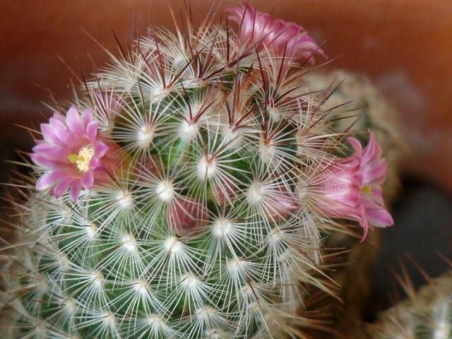 Mammillaria microhelia 