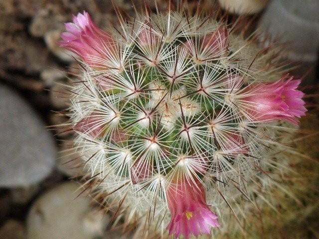 Mammillaria microhelia 