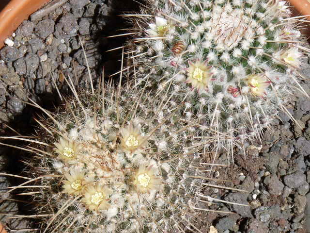 Mammillaria nejapensis 