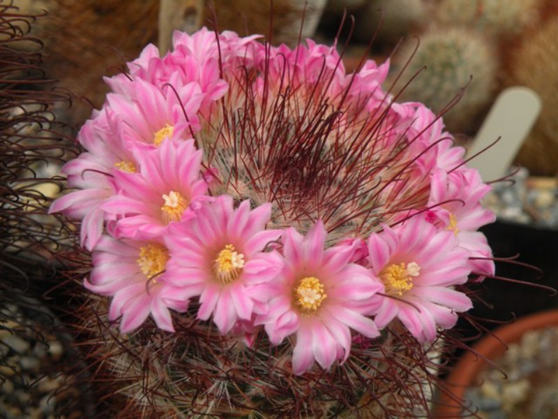 Mammillaria moelleriana LAU 1334