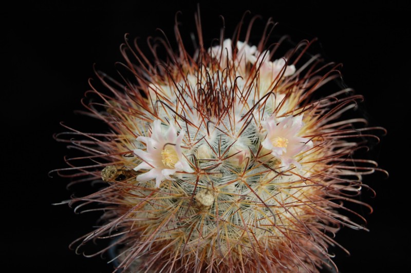 Mammillaria moelleriana REP 1746