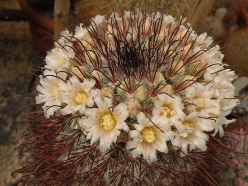 Mammillaria moelleriana SB 498