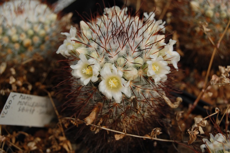 Mammillaria moelleriana SB 498