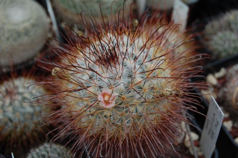 Mammillaria moelleriana REP 1746