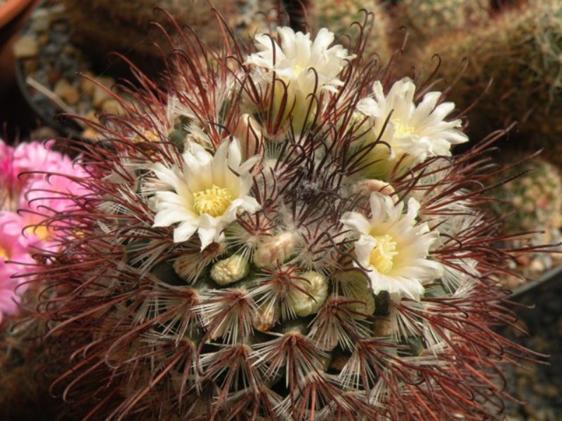 Mammillaria moelleriana SB 498