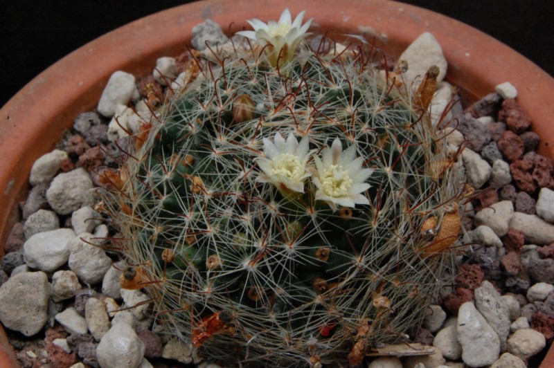 Mammillaria moeller-valdeziana HO 66a